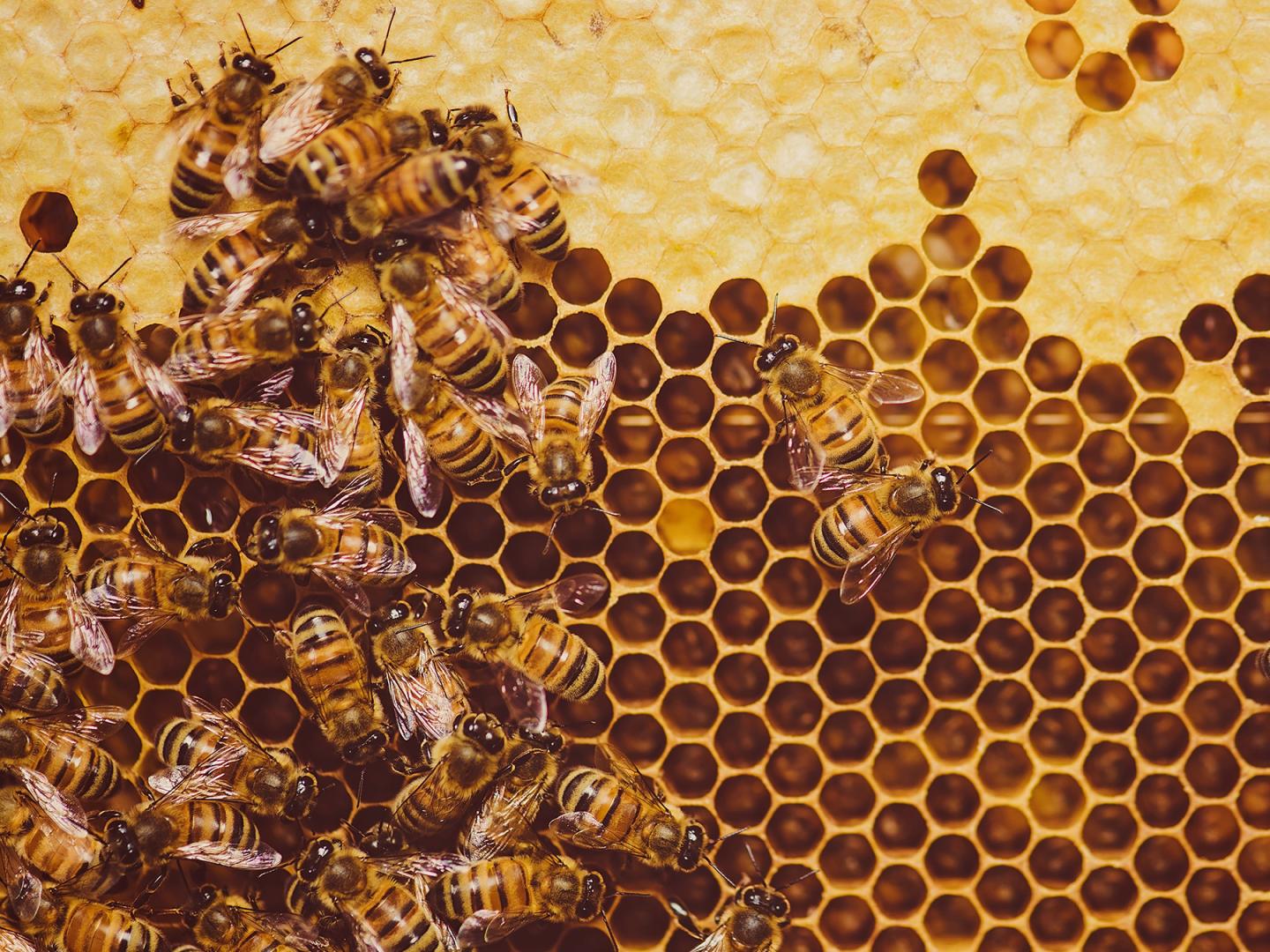Bienen auf Waben