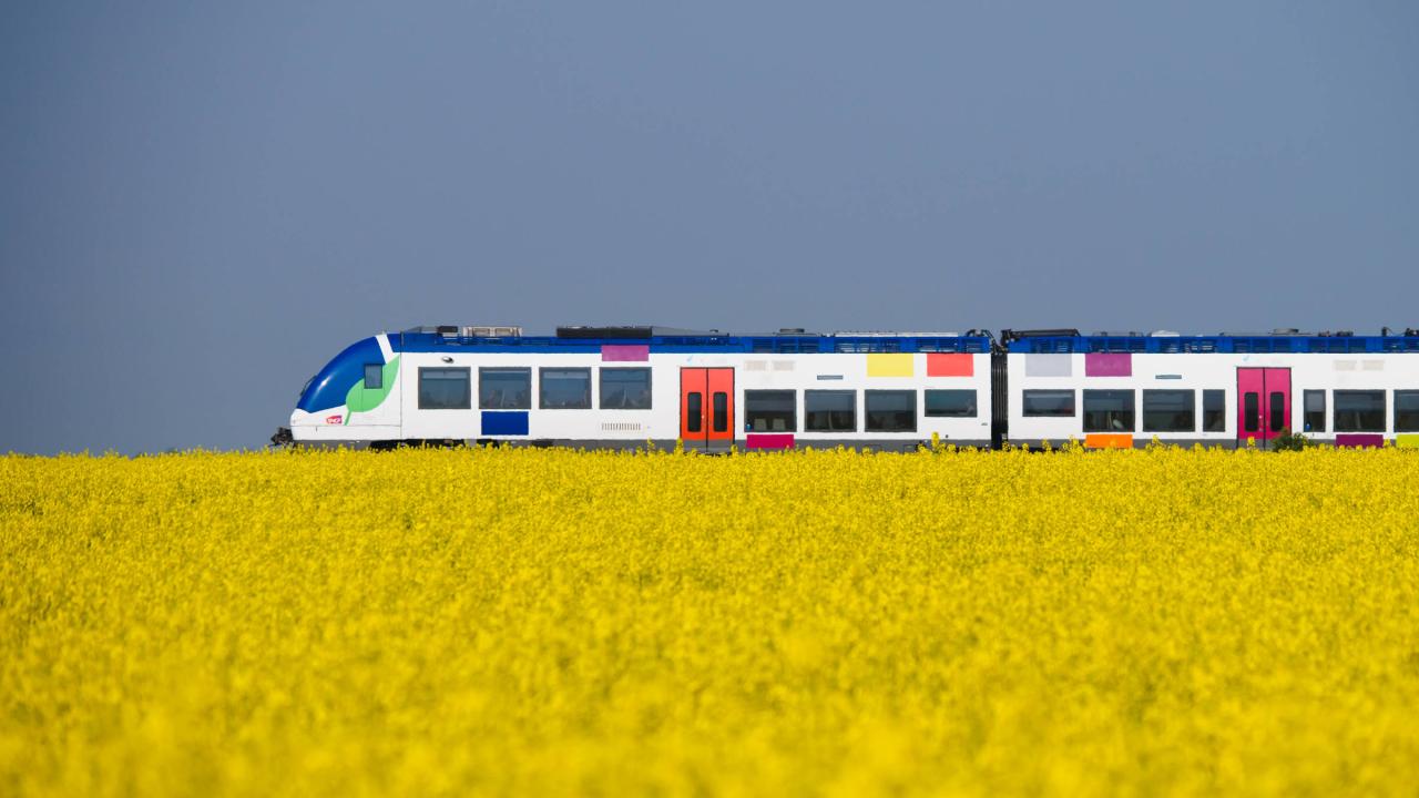 Eine gelbe Blumenwiese. Ein Zug fährt im Hintergrund.